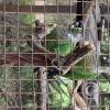 Wild animal refuge (31)