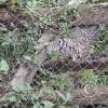 Wild animal refuge (5)