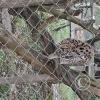 Wild animal refuge (6)