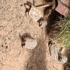 Wild animal refuge (9)