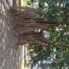 Parque Principal (2)