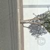 Calle Eduardo Avaroa (2)