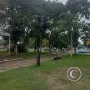 Parque Praca Gen. Osorio (2)