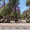 Plaza de Armas (8)