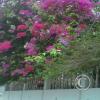 img-20150504-00002_18210020591_o