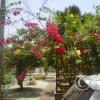 img-20150506-00011_17586236684_o