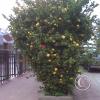 img00128_19390066662_o