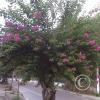 img00129_19400395961_o