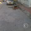 img00362_19400830611_o