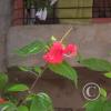 some-red-flower_19395951245_o