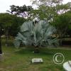 Exif_JPEG_420