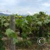 IMG-20220413-WA0021
