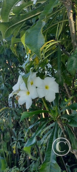 IMG_20251130_164058382_HDR
