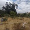 La Siembra de los Arboles, Parque El Sueno (3)