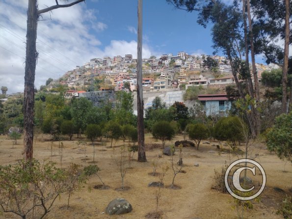 La Siembra de los Arboles, Parque El Sueno (4)