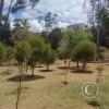 La Siembra de los Arboles, Parque El Sueno (8)