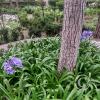 Parque Luis A. Martínez, Garden in Parque el Sueno (5)
