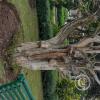 Parque Montalvo at Juan Montalvo and Simon Bolivar (5)