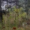 Path along Rio Ambato (12)