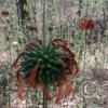 Path along Rio Ambato (13)