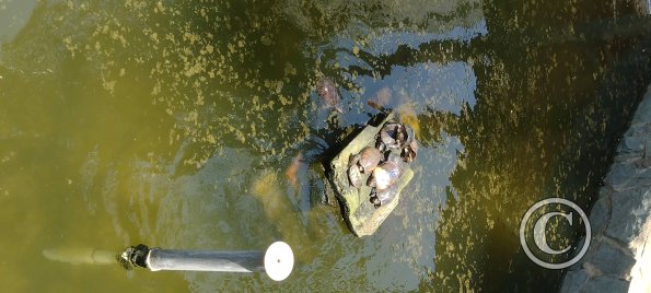 Parque Central pond with fish and turtles (2)