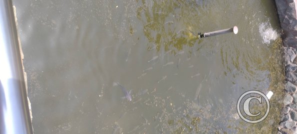 Parque Central pond with fish and turtles (3)