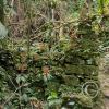 Jardin Botanico - El Gato - 1km past the river from downtown (18)