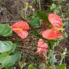 Jardin Botanico - El Gato - 1km past the river from downtown (2)