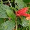 Jardin Botanico - El Gato - 1km past the river from downtown (20)