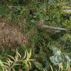 Jardin Botanico - El Gato - 1km past the river from downtown (22)