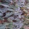Jardin Botanico - El Gato - 1km past the river from downtown (8)