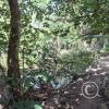 Lineal Park (2)