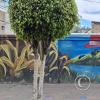 Mural at Sucre and Juan Montalvo (6)