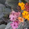 flowers (2)