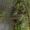 Puyo River (6)