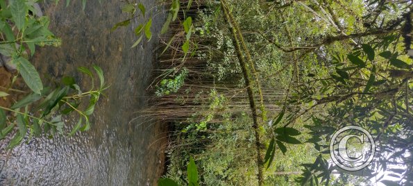 Puyo River (6)
