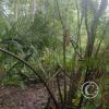 jungle (3)