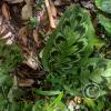 jungle (7)