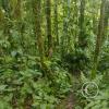 jungle