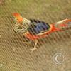 img_1120_17288300984_o