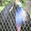 img_1200_17909832862_o