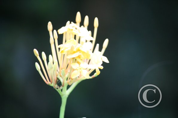 img_1276_17888502976_o