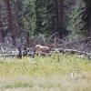 yellowstone1