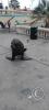 Sea lion at the Malecon near the Muelle de Ilo (5)