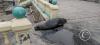 Sea lion at the Malecon near the Muelle de Ilo