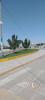 Across from the bus station - there are many topiary trees throughout Majes and Pedregal