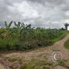 Orange orchard outside of town on unnamed road (2)