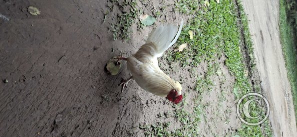 Chicken, not a dog, begging for food