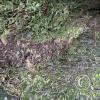Las Cuevas de Chonta Trail