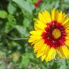 flower (2)